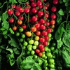 Tomato Super Sweet 100 - Seeds