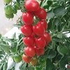 Tomato Superb - Seeds
