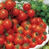 Tomato Sweet Million - Grafted Plants