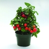 Tomato Sweet 