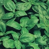 Tomato Sweet Olive & Basil - Seeds