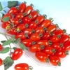 Tomato Tropical Ruby (bush-outdoor) - Plants