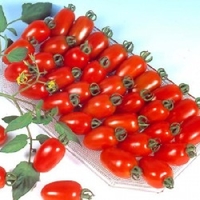 Tomato Tropical Ruby (bush-outdoor) - Plants