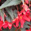 Trailing Begonia Collection 3x5 3 For 2