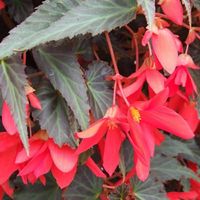 Trailing Begonia Collection 3x5 3 For 2