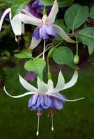 Trailing Fuchsia Blue Angel X 5
