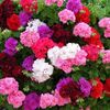 Trailing Geranium Plants Collection -ivy Leaf X 15