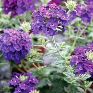 Trailing Verbena Deep Blue X 5 Plants