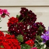 Trailing Verbena Royal Purple Eye X 5 Plants