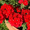 Trailing Verbena Scarlett X 5 Plants
