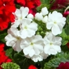 Trailing Verbena White X 5 Plants