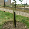Tree Support Kit