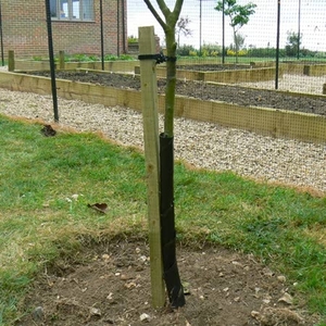 Tree Support Kit