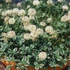 Trifolium Repens Dragons Blood X3 Plants