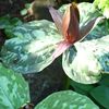 Trillium Cuneatum 