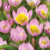 Tulip Bakeri Lilac Wonder - Tulip Bulbs