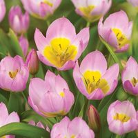 Tulip Bakeri Lilac Wonder - Tulip Bulbs