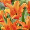 Tulip Ballerina - Tulip Bulbs