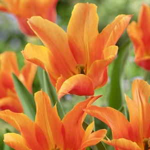 Tulip Ballerina - Tulip Bulbs