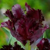Tulip Black Parrot - Tulip Bulbs