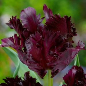 Tulip Black Parrot - Tulip Bulbs