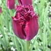 Tulip Bulbs - Bulldog