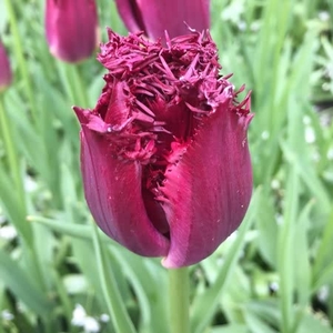 Tulip Bulbs - Bulldog
