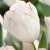 Tulip Bulbs - Diamond Jubilee