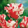Tulip Bulbs - Estella Rijnveld