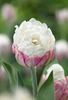 Tulip Bulbs - Ice Cream
