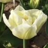 Tulip Bulbs - Mondial