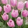 Tulip Bulbs - Synaeda Amor