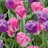 Tulip Bulbs - Triumph Innuendo & Magic Lavender