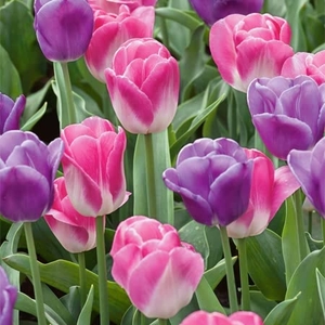 Tulip Bulbs - Triumph Innuendo & Magic Lavender