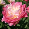 Tulip Bulbs 