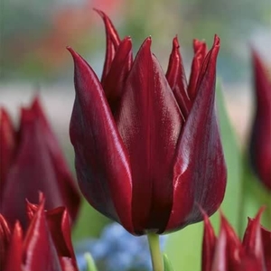 Tulip Burgundy - Tulip Bulbs