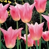 Tulip China Pink - Tulip Bulbs