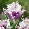 Tulip Cummins - Tulip Bulbs