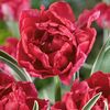 Tulip Eternal Flame - Tulip Bulbs