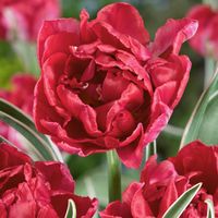 Tulip Eternal Flame - Tulip Bulbs