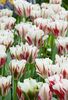 Tulip Flaming Spring Green - Tulip Bulbs