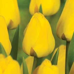 Tulip Golden Apeldoorn - Tulip Bulbs
