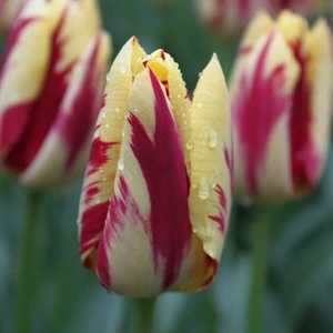Tulip Grand Perfection - Tulip Bulbs
