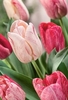 Tulip Hemisphere- Bulbs
