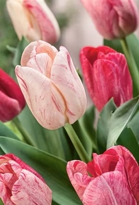 Tulip Hemisphere- Bulbs