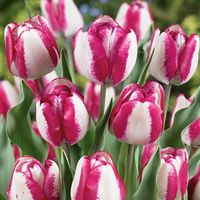 Tulip Hotpants - Tulip Bulbs