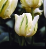 Tulip Madonna
