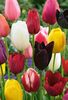 Tulip Mixed Border Collection - Tulip Bulbs
