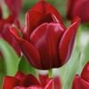 Tulip National Velvet - Tulip Bulbs
