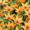 Tulip Praestans Shogun - Tulip Bulbs